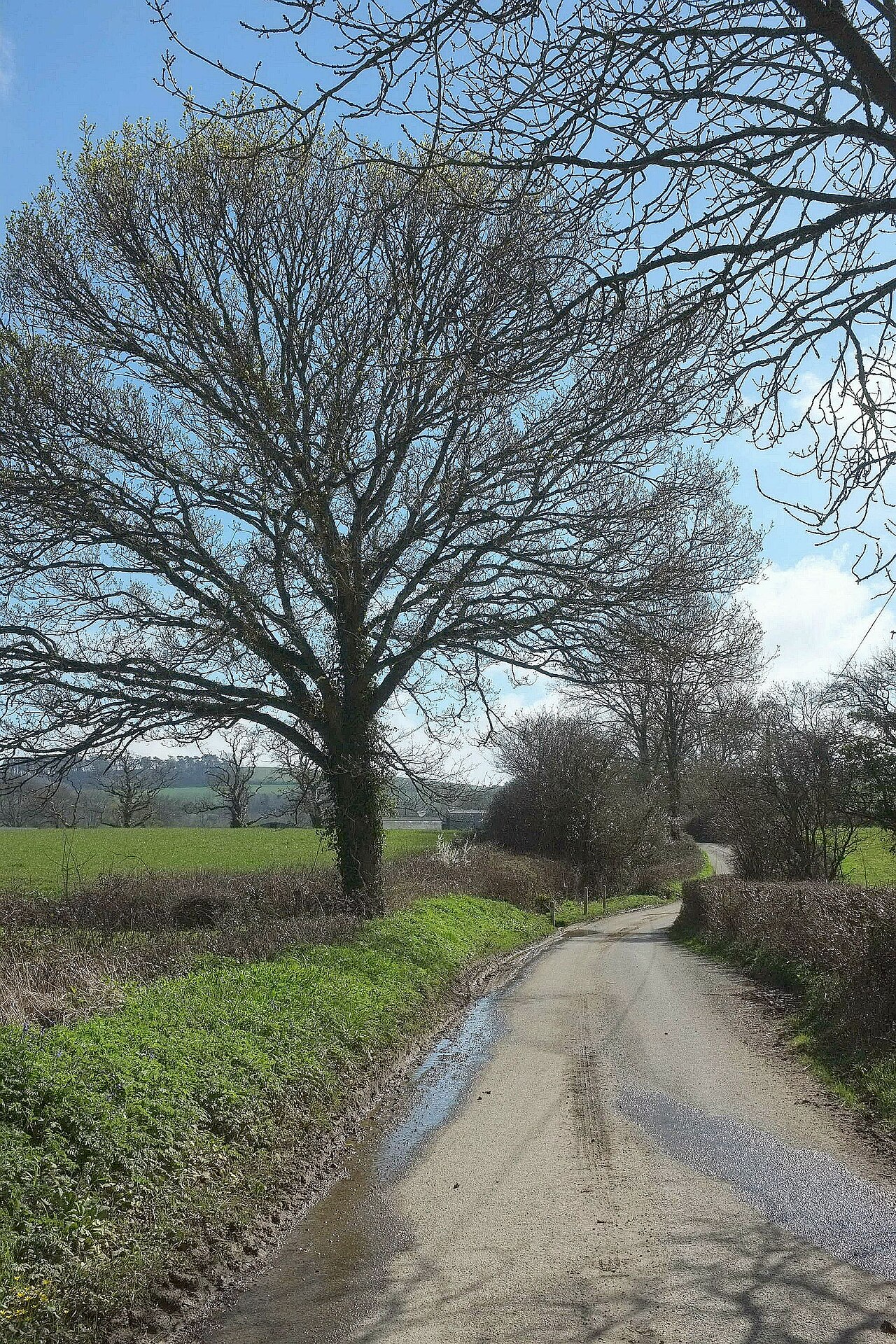 Lane to Symondsbury