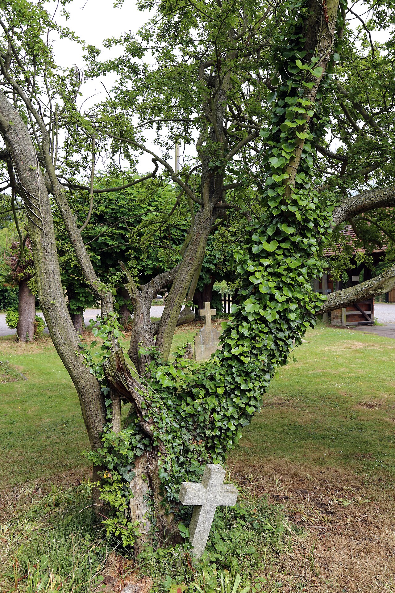 All Saints Church, Nazeing, Essex, England ~ churchyard east ivy, tree, and cross