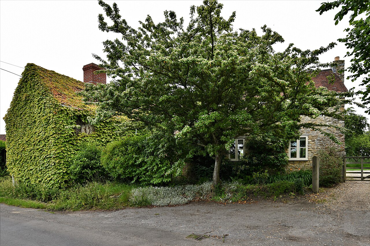 Buckhorn Weston, Attractive house in Shute's Lane