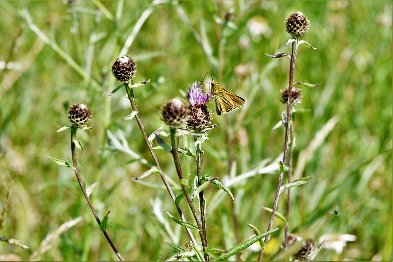 Buxhall, St. Mary's Church, Small Skipper butterfly in the churchyard