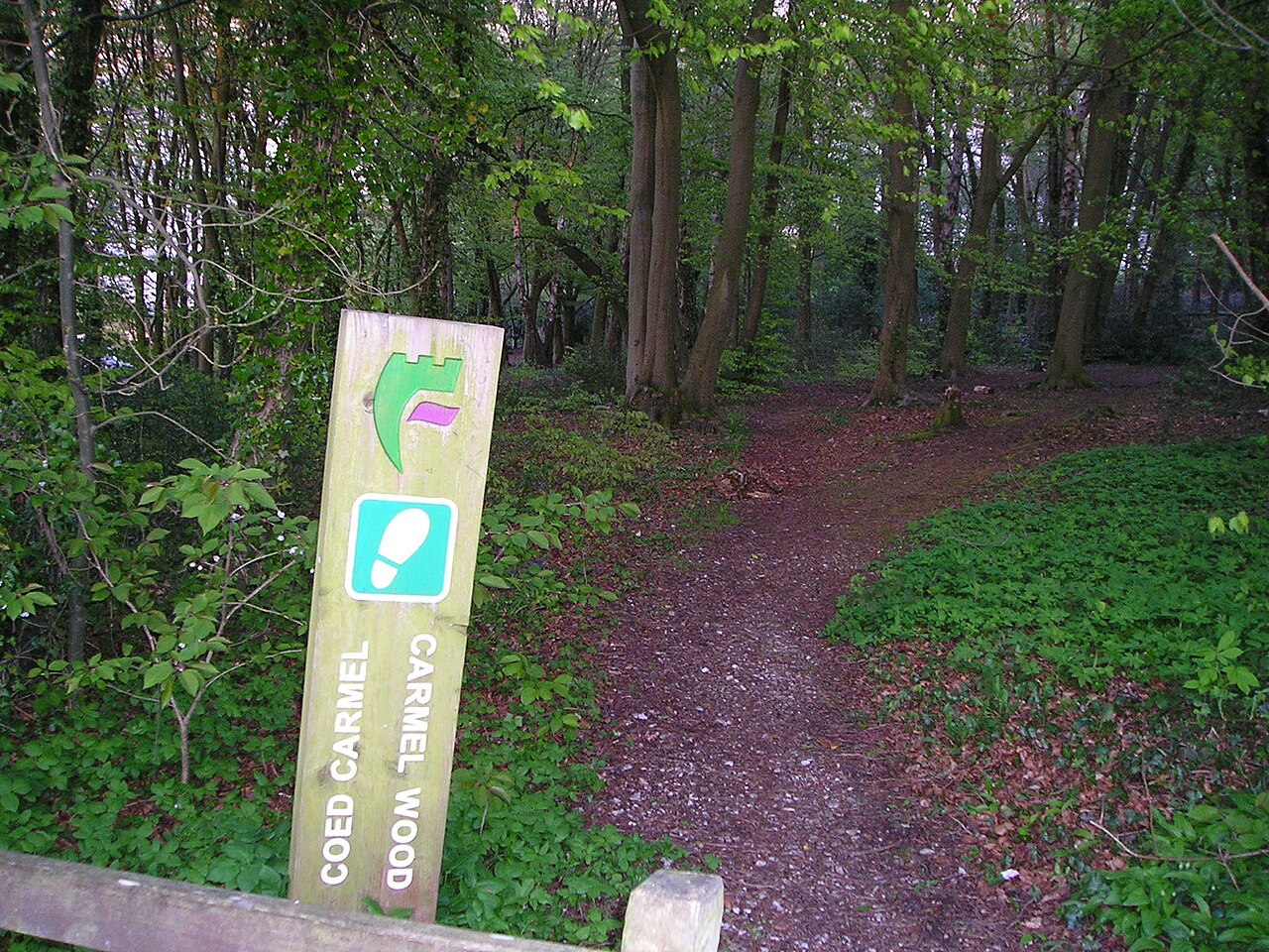 Coed Carmel