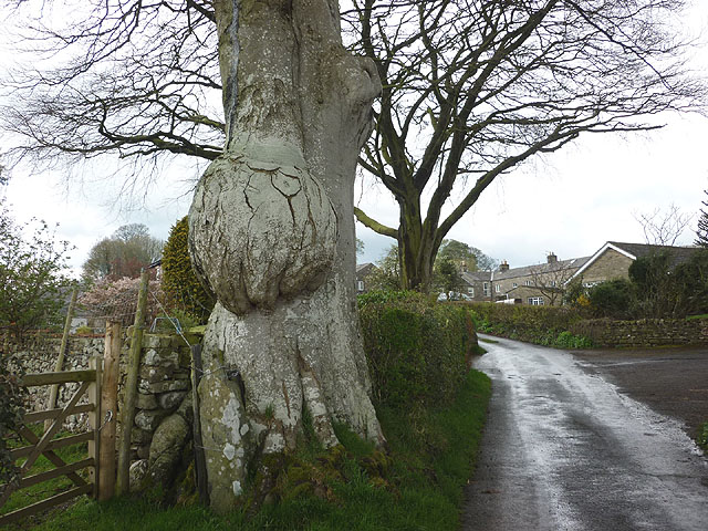 Tree by Chapel House Lane, High Casterton