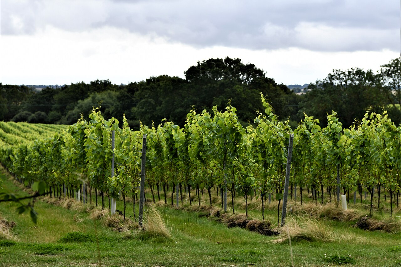 Kenardington, Gusbourne Vineyard