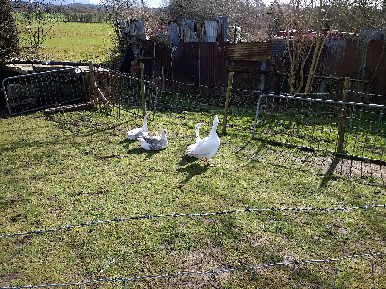 Geese in a smallholding outside Carnforth