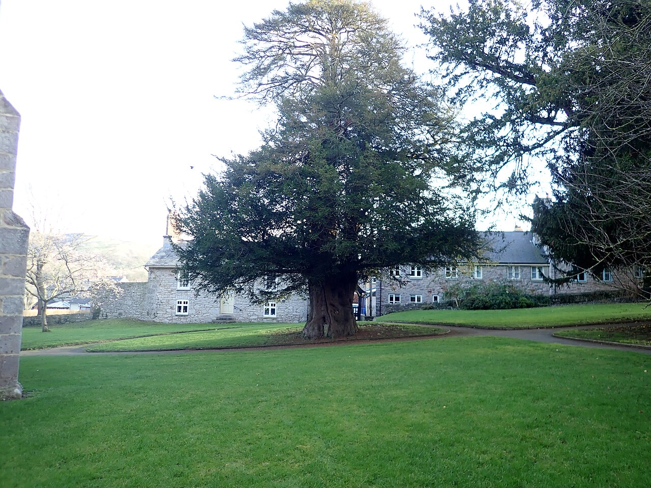Yew tree at Llanfair church