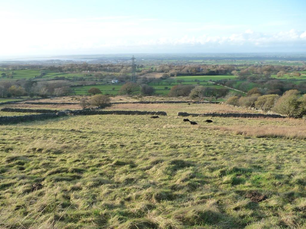 Cattle with a distant view of Caernarfon, Ceunant