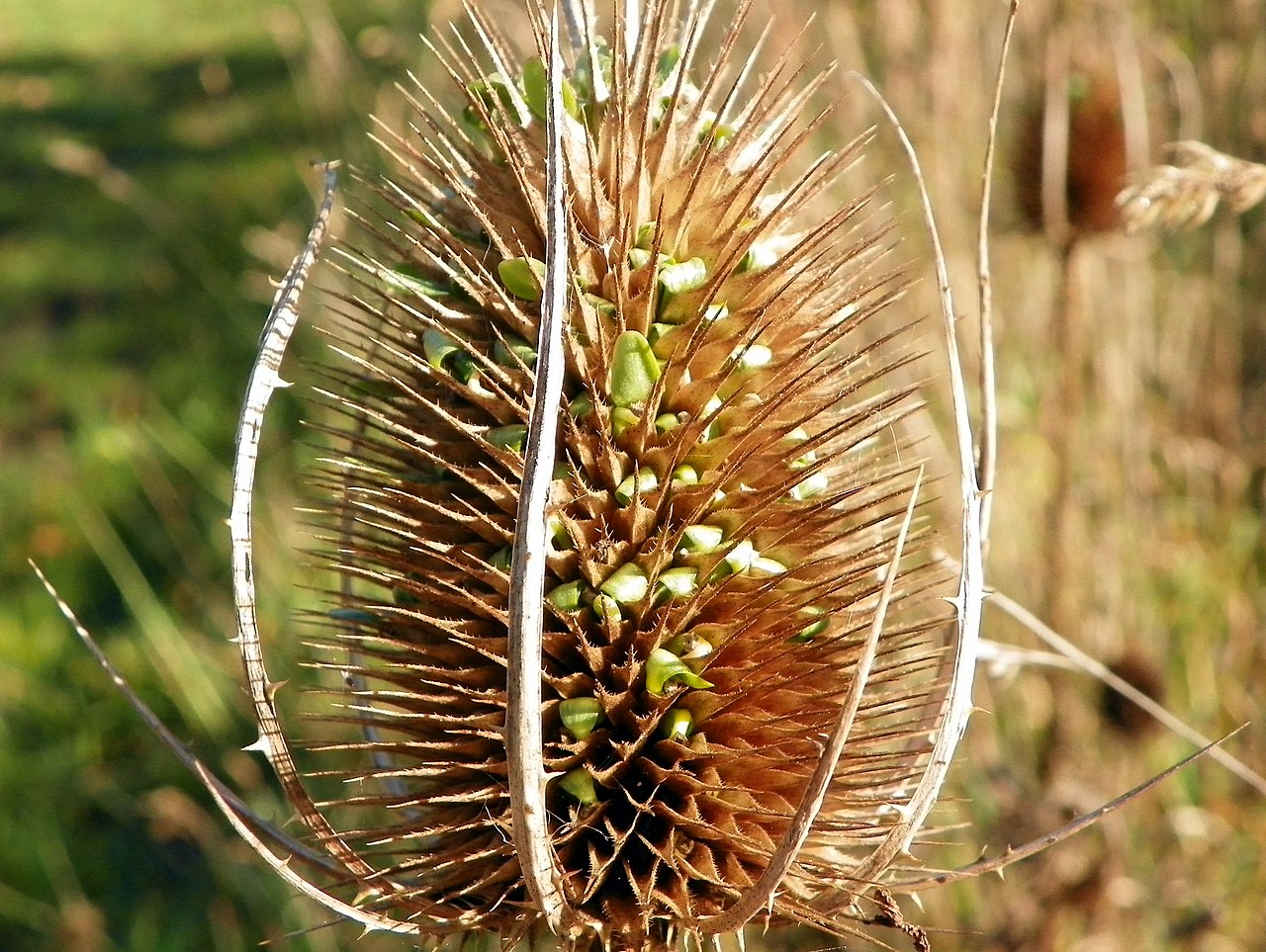 Teasel (Dipsacus fullonum) with green stuff! (8264851234)